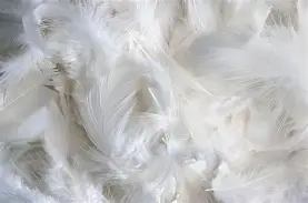 Federn weiss 10g